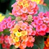 Light Pink Lantana Plants Live 4-Pack Perennial Flowers Outdoor Starter Plants