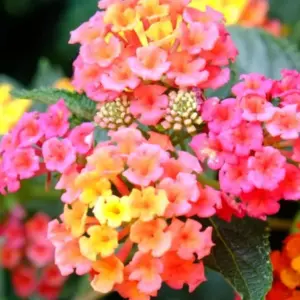 Light Pink Lantana Plants Live 4-Pack Perennial Flowers Outdoor Starter Plants
