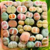 Lithops Live Plants 20 Mixed Living Stones Succulent Cactus Flowers