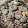 Lithops Live Plants Large Mix 20 Succulents Living Stones 0.5-0.6 Inch