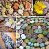 Lithops Live Plants Mix 30 Colorful Succulents Living Stones Indoor Outdoor