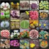 Lithops Living Stones Succulents 20 Mixed Live Plants Unique Ornament