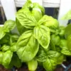 Live Basil Plants 4 Pack, 4-7 Inch Sweet Herb, 4 Inch Potted, Fresh Culinary Garden Starter