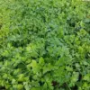 Live Parsley Plants 6 Pack, 5-7 Inch Tall, Culinary Herb, Indoor Outdoor Gardening