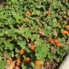 Live Raspberry Plant for Planting - Potted 1-2 Year Old Edible Berry Bush (Creeping Style)