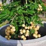 Longan Fruit Tree Seedlings Live Plants 8-12" Tall Tropical Fruit Trees