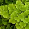 Maidenhair Fern Plant Live, 3.5" Potted Fern Plant, Ready to Plant, Green Foliage