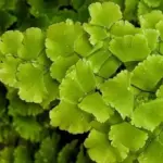 Maidenhair Fern Plant Live, 3.5" Potted Fern Plant, Ready to Plant, Green Foliage