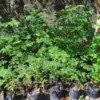 Malunggay Moringa Plants Live 2-Pack Oleifera Drumstick Horseradish Tree 6-8 Inch Tall Well-Rooted