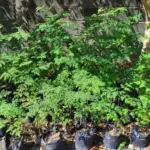 Malunggay Moringa Plants Live 2-Pack Oleifera Drumstick Horseradish Tree 6-8 Inch Tall Well-Rooted