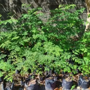 Malunggay Moringa Plants Live 2-Pack Oleifera Drumstick Horseradish Tree 6-8 Inch Tall Well-Rooted