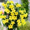 Mandevilla Live Plants Yellow Flowering Vines 5-9in Tall Outdoor Garden Containers