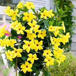 Mandevilla Live Plants Yellow Flowering Vines 5-9in Tall Outdoor Garden Containers