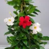 Mandevilla Plants Live 5-10 inch Tall Flowering Vines for Trellis Outdoor Patio Garden Pots Trailing Seedlings 3 Pack