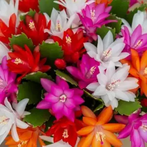 Mixed Cactus Plants Live - Easter, Christmas, False Thanksgiving - Cold Hardy, Assorted Colors, 5-9in Tall (No Pot)