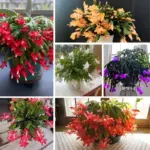 Mixed Live Cactus Plants Cold Hardy - 4 Pack, 5-9" Tall, Assorted Colors, No Pot