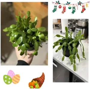 Mixed Live Cactus Plants Cold Hardy - 4 Pack, 5-9" Tall, Assorted Colors, No Pot