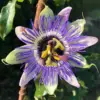 Mixed Passion Flower Plants Live, Fragrant Passiflora Vine, 5-8 Inch Tall Climber for Garden & Trellis
