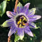 Mixed Passion Flower Plants Live, Fragrant Passiflora Vine, 5-8 Inch Tall Climber for Garden & Trellis