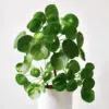 Money Tree Plant Live Indoor Houseplant, Pilea Peperomioides, 2-Pack, 5-7 Inch Tall