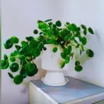Money Tree Plants Live 5-6 Inch Pilea Peperomioides Houseplant Set of 2 No Pot