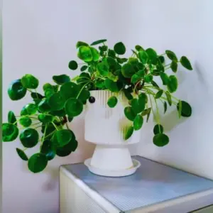 Money Tree Plants Live 5-6 Inch Pilea Peperomioides Houseplant Set of 2 No Pot