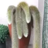 Monkey Tail Cactus Live Plant 3.5-5 Inch Tall Succulent Ornamental Garden