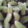 Monkey Tail Cactus Live Plant Cuttings - Unrooted 3.5 to 5 Inch Cuttings for Planting