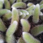 Monkey Tail Cactus Live Plant Cuttings - Unrooted 3.5 to 5 Inch Cuttings for Planting