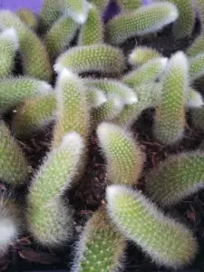 Monkey Tail Cactus Live Plant Cuttings - Unrooted 3.5 to 5 Inch Cuttings for Planting