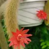 Monkey Tail Cactus Live Plant Well-Rooted 4-5 Inch Bare Root Succulent