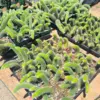Monkey Tail Cactus Live Plant for Hanging Basket - Trailing Indoor Outdoor Rooted - 3-5 Inches for Planting
