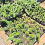 Monkey Tail Cactus Live Plant for Hanging Basket - Trailing Indoor Outdoor Rooted - 3-5 Inches for Planting