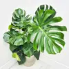 Monstera Plant Live Fully Rooted Philodendron 4-8 Inches Indoor Houseplant Split-Leaf Mix Color
