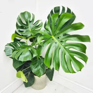 Monstera Plant Live Fully Rooted Philodendron 4-8 Inches Indoor Houseplant Split-Leaf Mix Color