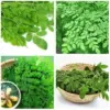 Moringa Trees Live Plants Drumstick Malunggay Herb Horseradish 5-10 Inch Tall 2 Pack