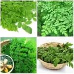 Moringa Trees Live Plants Drumstick Malunggay Herb Horseradish 5-10 Inch Tall 2 Pack