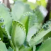 Mother of Thousands Plant Kalanchoe Succulent Live Starter Houseplant 3 Inch Pot Easy Care