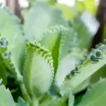 Mother of Thousands Plant Kalanchoe Succulent Live Starter Houseplant 3 Inch Pot Easy Care