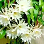 Night Blooming Epiphyllum Live Plant Orchid Cactus Succulent 4-6in Tall in 4in Pot for Home Patio