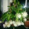 Night Blooming Epiphyllum Oxypetalum Succulent Plant - Live White Flower Potted for Garden & Home Decor