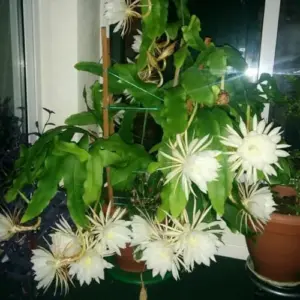 Night Blooming Epiphyllum Oxypetalum Succulent Plant - Live White Flower Potted for Garden & Home Decor