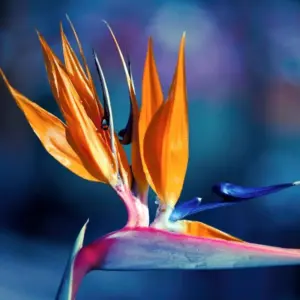 Orange Bird of Paradise Plants Live Set of 2 Tropical Houseplant 5-9 Inch Tall Striking Blue Orange Blooms