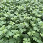 Orange Chrysanthemum Live Plants, Set of 2, 3-6 Inch Tall, Hardy Perennial Mums for Garden & Containers