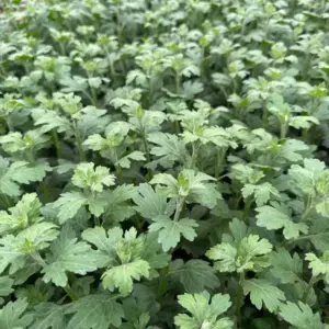 Orange Chrysanthemum Live Plants, Set of 2, 3-6 Inch Tall, Hardy Perennial Mums for Garden & Containers
