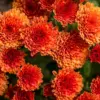 Orange Chrysanthemum Plants Live 3 Pack Vibrant Fall Blooms Hardy Mums Garden Mum Live Plant 3-6 Inch Tall