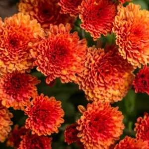Orange Chrysanthemum Plants Live 3 Pack Vibrant Fall Blooms Hardy Mums Garden Mum Live Plant 3-6 Inch Tall