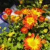 Orange Yellow Chrysanthemum Plant Live 5-7 Inch Potted Mums for Gardening Indoor Outdoor