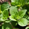 Oregano Plants Live Herb Perennial 3-6" Tall Set of 2 Green Fragrant Outdoor Indoor Garden