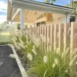 Ornamental Grass Plants Live Perennial Grasses, 5-9 Inch Tall, Well-Rooted, Set of 2, Mixed